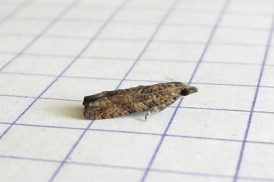 <i>Acroclita subsequana</i>