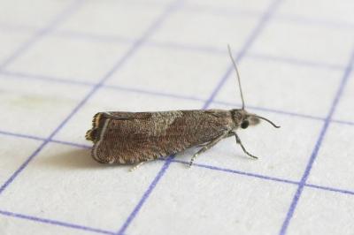 <i>Dichrorampha acuminatana</i>
