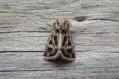 <i>Leucochlaena oditis</i>