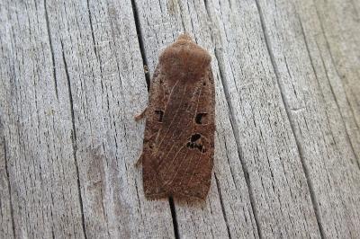 <i>Conistra rubiginosa</i>