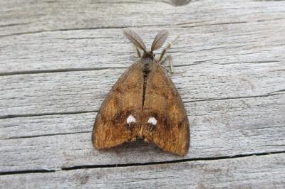 <i>Orgyia antiqua</i>