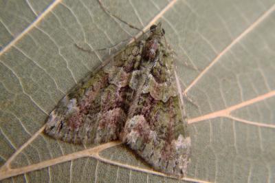 <i>Chloroclysta siterata</i>