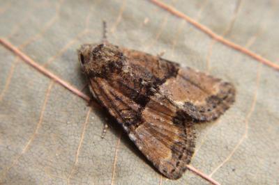 <i>Mesoligia furuncula</i>