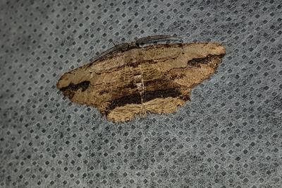 <i>Menophra abruptaria</i>