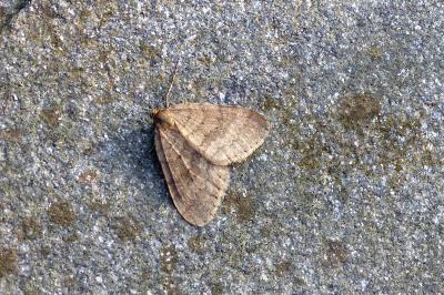 <i>Operophtera brumata</i>