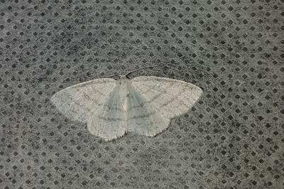 <i>Cabera pusaria</i>