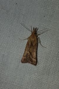 <i>Synaphe punctalis</i>