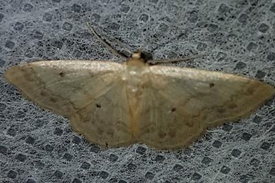 <i>Idaea biselata</i>
