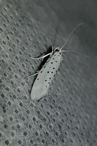 <i>Yponomeuta</i>