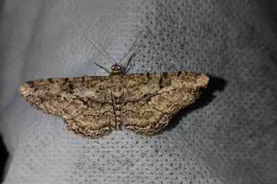 <i>Peribatodes rhomboidaria</i>