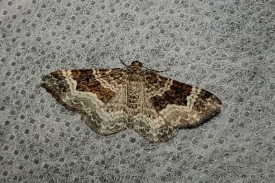 <i>Epirrhoe alternata</i>