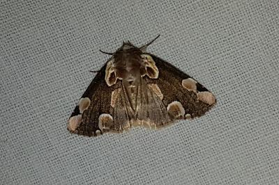 <i>Thyatira batis</i>