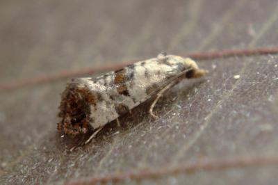 <i>Cochylis hybridella</i>