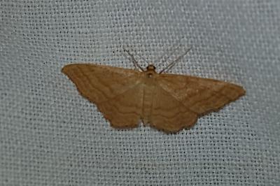 <i>Idaea ochrata</i>