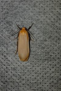<i>Katha depressa</i>