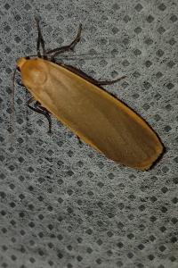<i>Katha depressa</i>