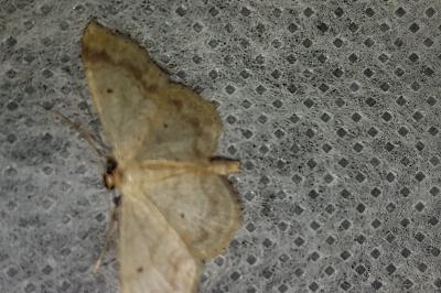<i>Idaea biselata</i>