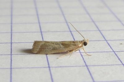 <i>Nyctegretis lineana</i>