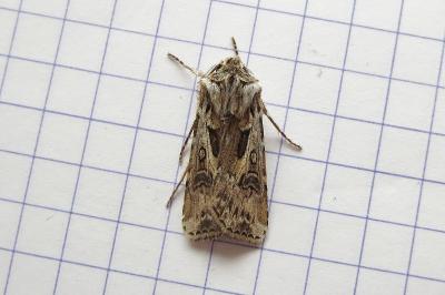 <i>Agrotis vestigialis</i>