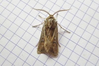 <i>Agrotis graslini</i>