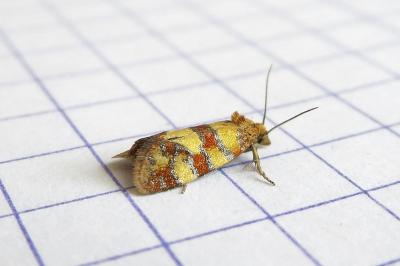 <i>Aethes tesserana</i>
