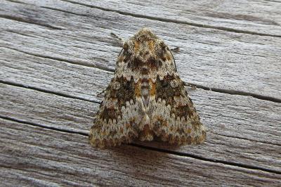 <i>Hecatera dysodea</i>