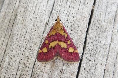 <i>Pyrausta purpuralis</i>