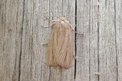 Mythimna pudorina