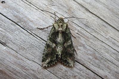 <i>Dryobotodes eremita</i>