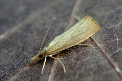 <i>Agriphila straminella</i>