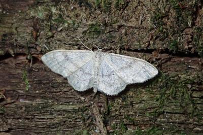 Idaea deversaria