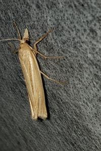 <i>Ancylolomia tentaculella</i>