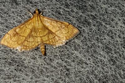 <i>Anania verbascalis</i>