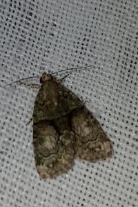 <i>Cryphia algae</i>