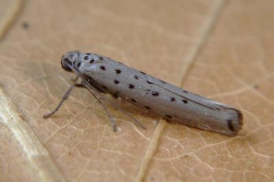 Yponomeuta sedella