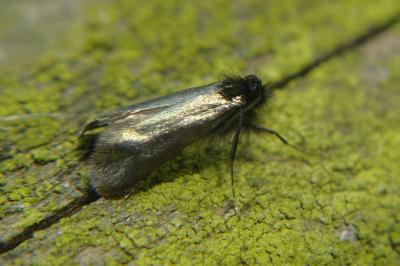 <i>Adela reaumurella</i>