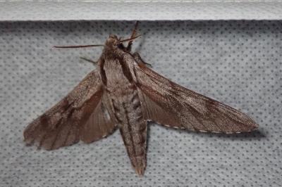 <i>Hyloicus maurorum/pinastri</i>