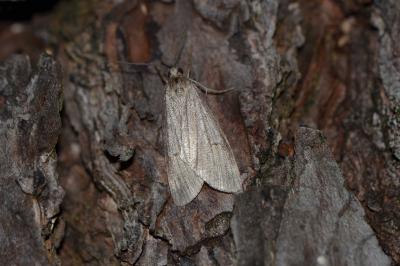 <i>Pachycnemia hippocastanaria</i>