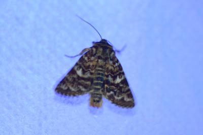 <i>Anarta myrtilli</i>
