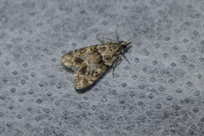 <i>Eudonia mercurella</i>