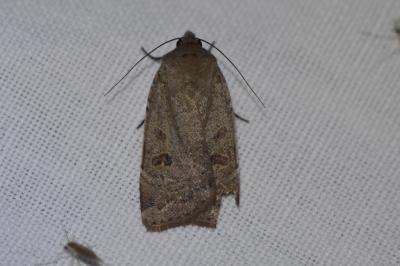 <i>Noctua comes</i>
