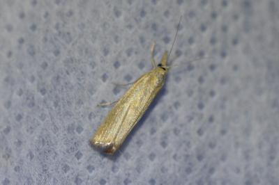 <i>Agriphila straminella</i>