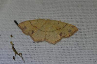 <i>Cyclophora punctaria</i>