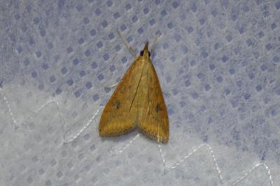 <i>Udea ferrugalis</i>
