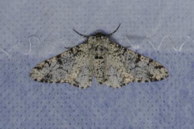 <i>Biston betularia</i>