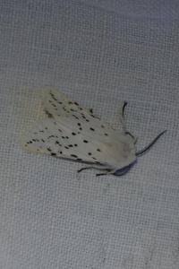 <i>Spilosoma lubricipeda</i>