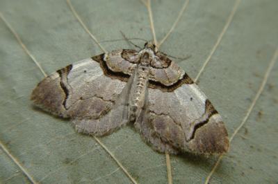 <i>Anticlea derivata</i>