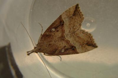 <i>Hypena rostralis</i>