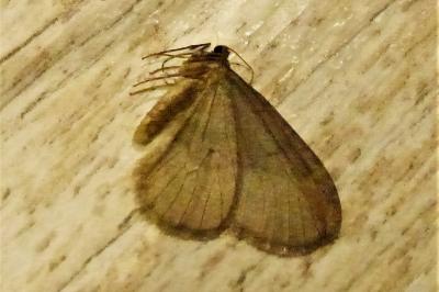 <i>Operophtera brumata</i>