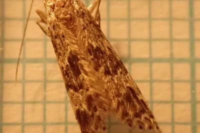 <i>Alucita hexadactyla</i>